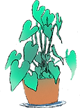 plante.png
