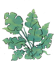 plantesanspot.png